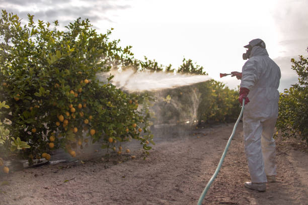 Best Bed Bug Extermination  in White Knoll, SC