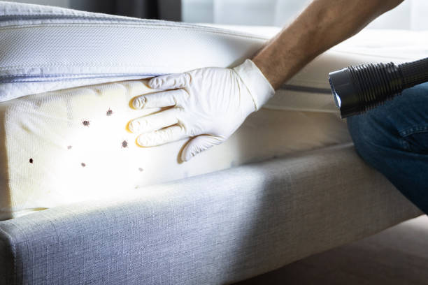 Best Ant Control Services  in White Knoll, SC