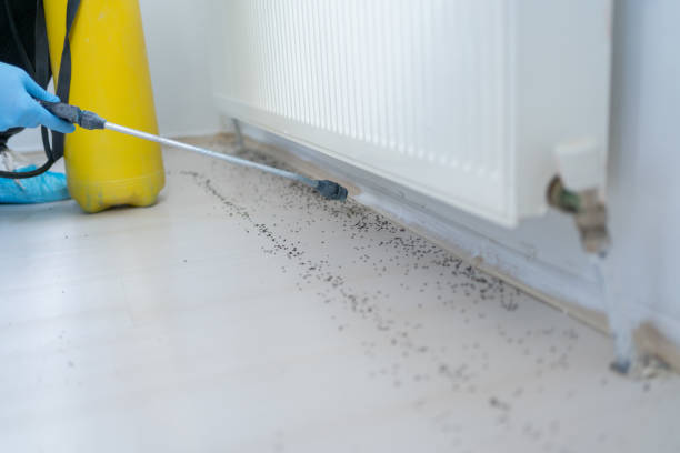 Best Ant Control Services  in White Knoll, SC